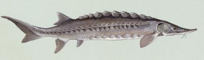 sturgeon image